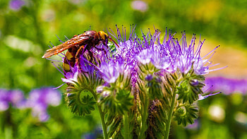 Flower, Macro, Bee, Pollination, Stem, Stalk HD wallpaper
