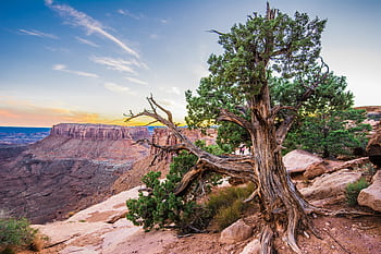 Stunning landscape of Canyonlands National Park with unique rock formations and trees near sunset. HD wallpaper