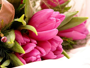 Plants, Flowers HD wallpaper