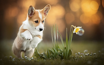 Daffodil, Corgis HD wallpaper