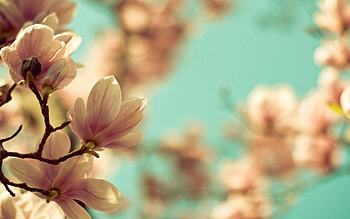Magnolia Tree HD wallpaper