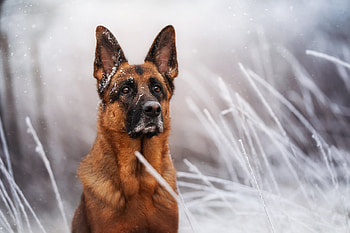 Animal, dog HD wallpaper