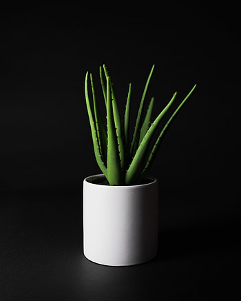 Nature, Plant, Home Plant, Homemade Plant, Aloe HD phone wallpaper