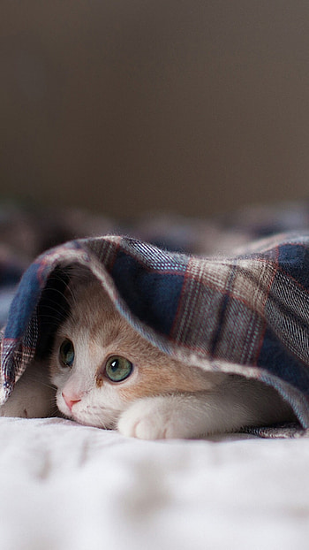 Cute kitten HD phone wallpaper
