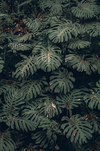 High-quality of vibrant green Monstera deliciosa leaves showcasing natural texture and pattern. HD phone wallpaper