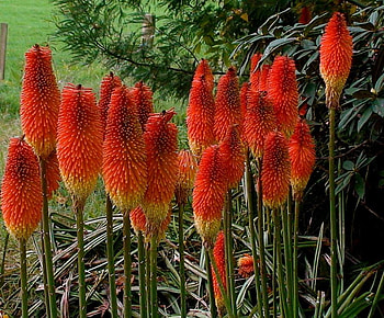 flowers, garden, nature, orange HD wallpaper
