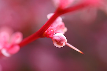 Flower, Macro, Light, Petals, Light Coloured, Spearhead, Prick HD wallpaper