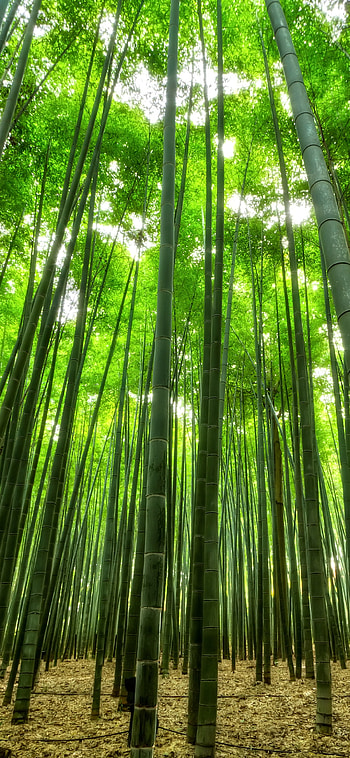 Bamboo nature, backgrounds, Earth bamboo, Trees to plant HD phone wallpaper