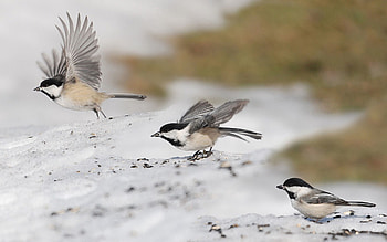 Animals, Birds, Flight, Wave, Three, Sweep, Sparrows HD wallpaper