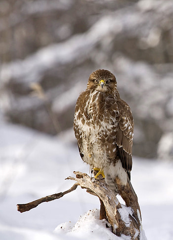 Buzzard (Animal), Best buzzard , Stunning bird HD phone wallpaper