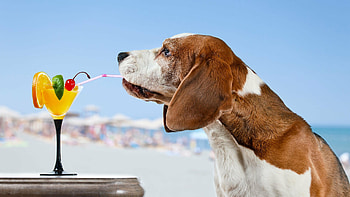 Beagle, Basset hound , Ultra , backgrounds HD wallpaper