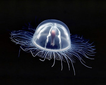 box jellyfish, sea, jellyfish, life, box HD wallpaper
