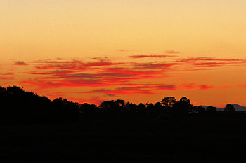 Nature, Trees, Sunset, Bush, Silhouette HD wallpaper