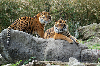 tigers from Sumatra, couple, showing, tail, stones HD wallpaper