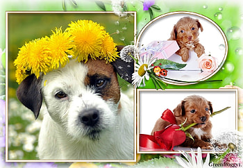 THREE PUPPIES, PUPPIES, THREE, FRAMED HD wallpaper