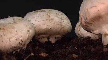 Fascinating fungi, Video exploration, footage , Macro wonders HD wallpaper