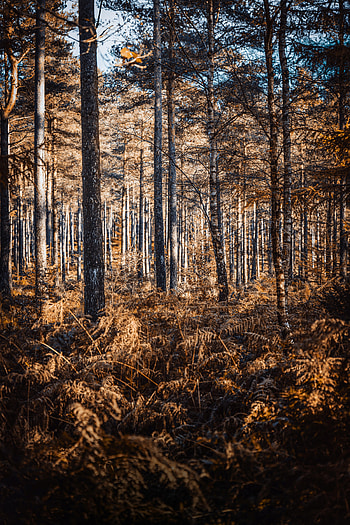 Nature, Trees, Autumn, Pine, Birches, Forest HD phone wallpaper