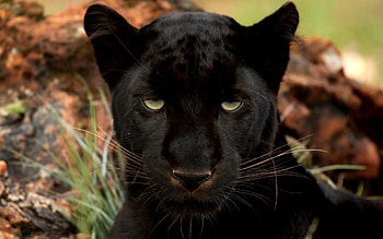 Animals, Muzzle, Predator, Wildcat, Wild Cat, Panther HD wallpaper
