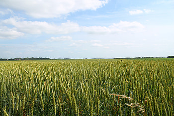 Wheat Field, wheat, nature, field HD wallpaper