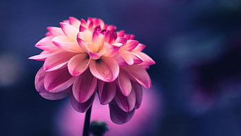 Flowers, Pink, Flower, Petals, Bud, Close-Up HD wallpaper