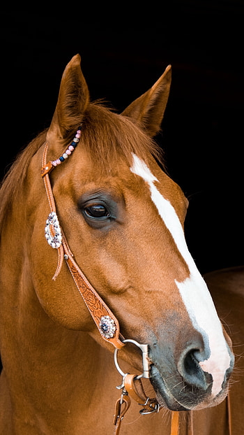 Mammal brown horse, Portrait , Sony xperia z5 premium dual HD phone wallpaper
