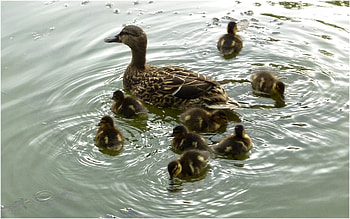 Animals, Birds, Ducks HD wallpaper