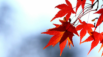 Red leaves , On HD wallpaper