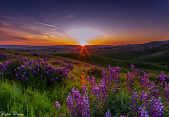 Brushy peak, rays, wildflowers, , amazing, sunset, lupines, landscape, meadow, beautiful, mountain, summer, purple, field, brushy, sky, peak, California HD wallpaper