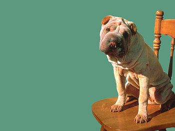Sweet dog on chair, dog, sweet, chair, puppy HD wallpaper