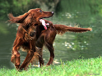 Brown Dog, dog, cool, brown HD wallpaper