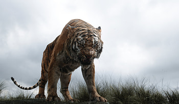 The Jungle Book movie, Movie , Exciting trailers, Disney magic HD wallpaper
