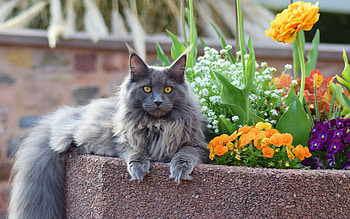 Maine Coon by Flowers, animal, flowers, cat, Maine Coon HD wallpaper