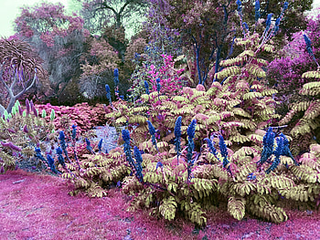Fantasy Garden, Spring, Purple, Garden, Forest, Nature, Pink HD wallpaper