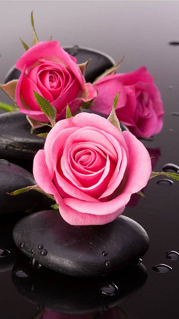 Pink Roses, pink flower, stone, earth, nature, rose HD phone wallpaper