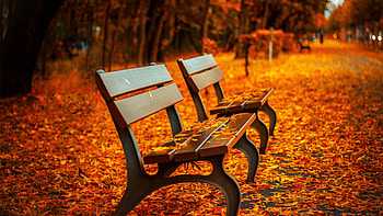 Fall, autumn, leaves on path, benches, garden HD wallpaper
