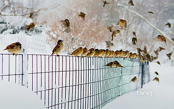A Flock Of Birds, Flock, Of, A, Birds HD wallpaper