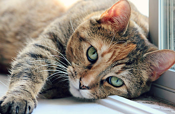 *** Cat ***, animal, cats, cat, animals HD wallpaper