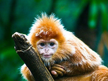 Cute Monkey, cool, cute, monkey HD wallpaper