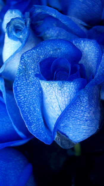 Blue Colour, Blue Colour Rose HD phone wallpaper