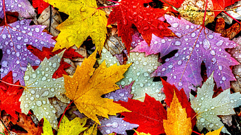 Maple, Gold Leaf HD wallpaper