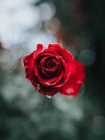 Flowers, Drops, Flower, Macro, Rose Flower, Rose, Blur, Smooth HD phone wallpaper