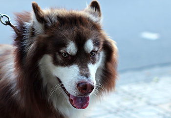 Animals, Dog, Muzzle, Eyes, Spotted, Spotty, Leash HD wallpaper