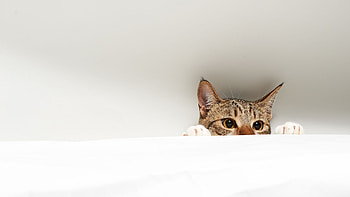 for YouTube in 2020. Cute cat , , Cat, 2048X1152 Cat HD wallpaper