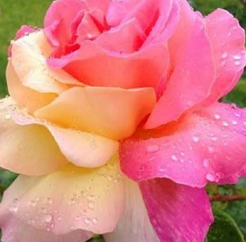 ღ❤ღ, roses, petals, drops, nature, flowers, twin color, dew HD wallpaper