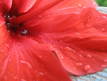 Dew on a Red Flower, flower, red, nature, dew, red flower HD wallpaper