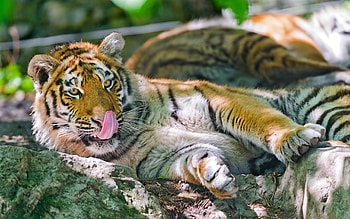 Animals, To Lie Down, Lie, Big Cat, Tiger, Language, Tongue, Lick Your Lips, Licking HD wallpaper