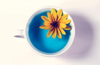Water, Food, Flower, Cup, White Background HD wallpaper