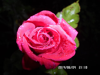 Rose 1, rosu, trandafir, frunza, stropi de ploaie HD wallpaper