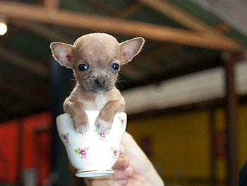 LITTLE CHI CHI, CUTE, PUPPY, , CUP HD wallpaper