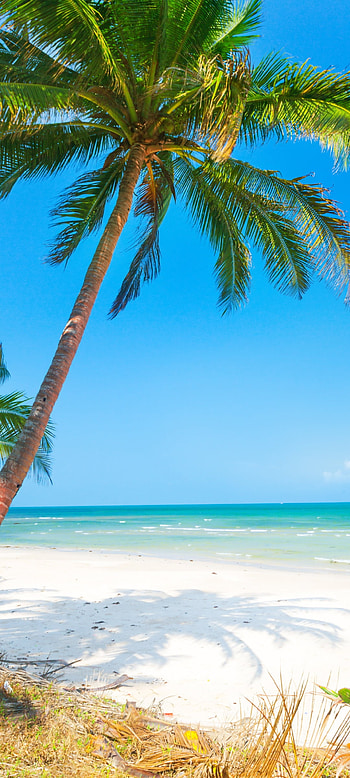 horizon, palm tree, nature, beach HD phone wallpaper